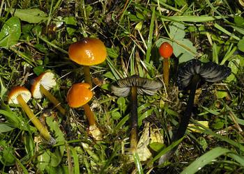 Schwärzender Saftling (Hygrocybe conica) - © Heinz Prelicz